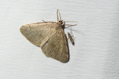 Macaria evagaria