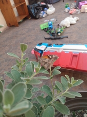 Libytheana carinenta mexicana