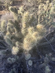 Cylindropuntia ganderi