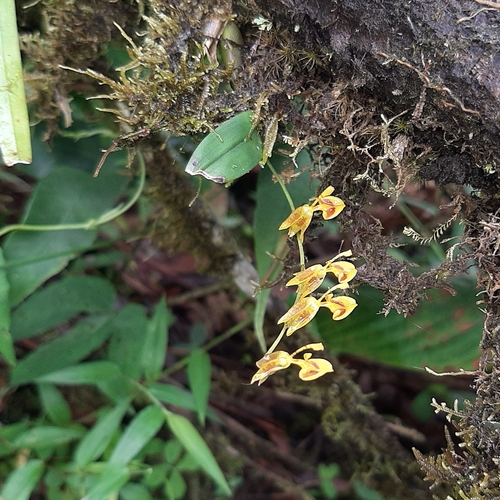 Image of Oncidium poikilostalix by (c) Arthur de Jesús Chavarría Pérez, some rights reserved (CC BY)