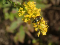 Ancistrocerus