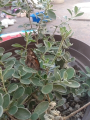 Libytheana carinenta mexicana