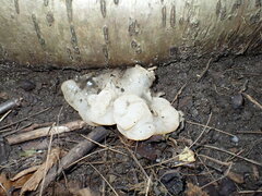 Sebacina sparassoidea