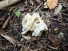 Sebacina sparassoidea