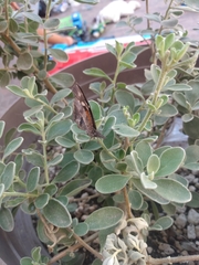 Libytheana carinenta mexicana