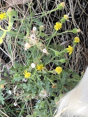 Senecio viscosus