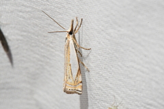 Crambus lyonsellus