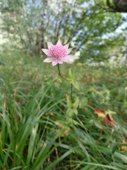 Astrantia maxima