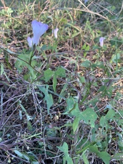 Ipomoea lacunosa