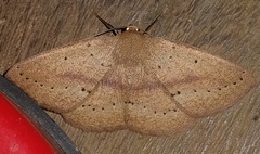 Sabulodes colombiata