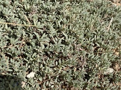 Penstemon caespitosus