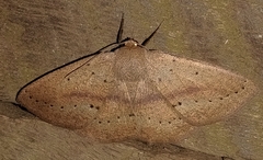 Sabulodes colombiata