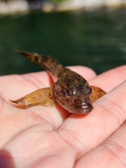Cottus