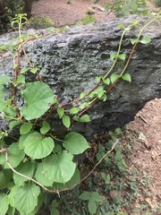 Hydrangea petiolaris