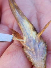 Cottus