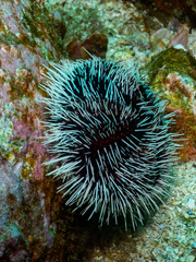 Tripneustes kermadecensis