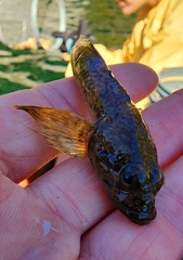 Cottus