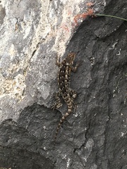 Sceloporus spinosus