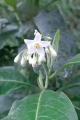 Solanum pubigerum