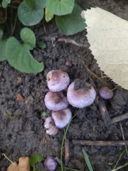 Inocybe lilacina