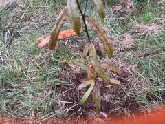 Elaeocarpus dentatus