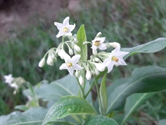 Solanum pubigerum
