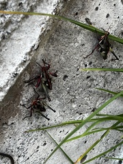 Sphenarium
