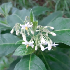 Solanum pubigerum