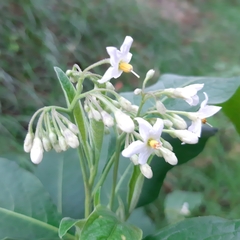 Solanum pubigerum