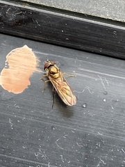 Meliscaeva cinctella