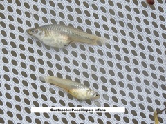 Poeciliopsis