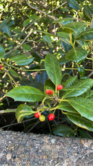 Ilex cornuta