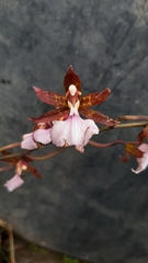 Rhynchostele bictoniensis