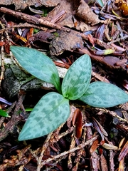 Goodyera