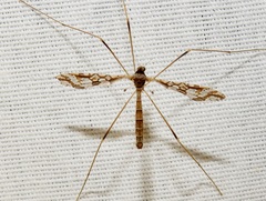 Epiphragma solatrix