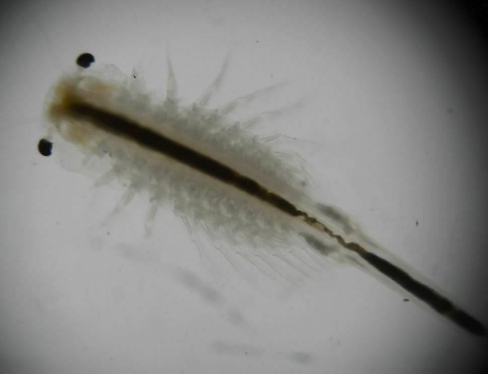 Branchinecta iheringi