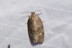 Choristoneura conflictana