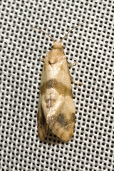 Phalonidia contractana