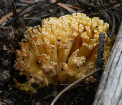 Ramaria rasilispora