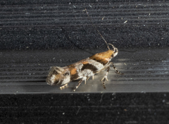 Aristotelia roseosuffusella