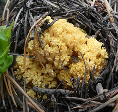 Ramaria rasilispora