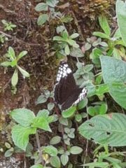 Adelpha demialba