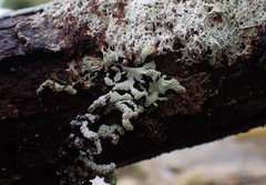 Hypogymnia oceanica