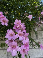 Podranea
