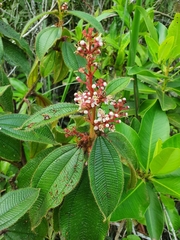 Miconia