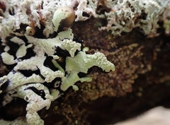 Hypogymnia oceanica