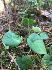 Viola