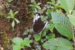 Adelpha demialba