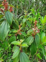 Miconia