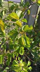 Celastrus orbiculatus